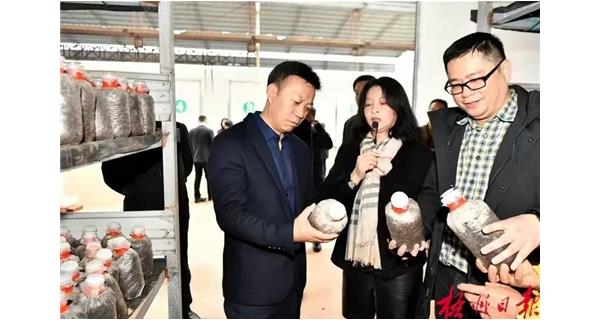 2021年12月21日上午，市委书记蒋连生到公司食用菌基地调研，了解企业发展情况。了解企业发展现状，以及生产销售、品牌运营等情况。他鼓励企业坚定发展信心，加强科技研发，做优核心产品，持续做大做强。